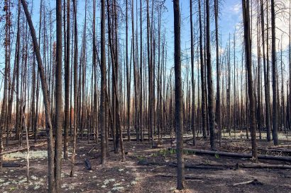 Idaho burned forest